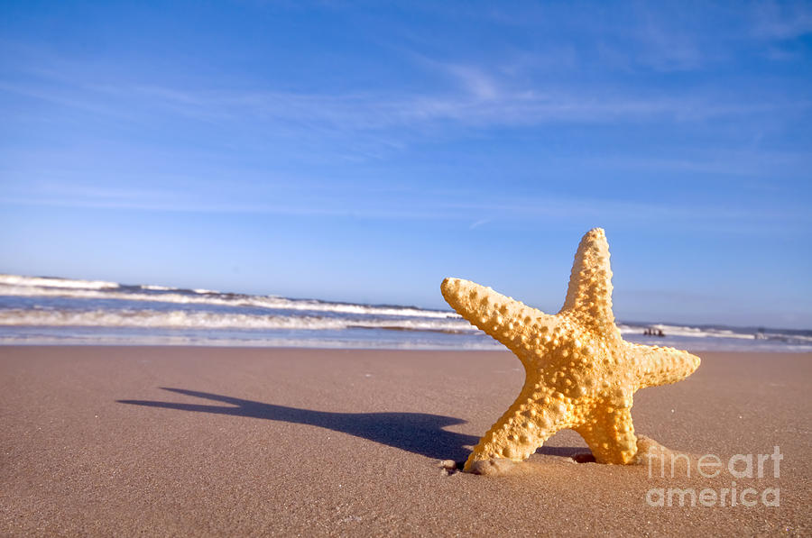 Summer Photograph - Starfish on the summer beach by Michal Bednarek