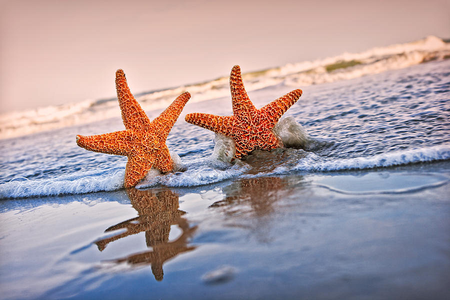 Ocean Photograph - Starfish on Vacation 1 by William Britten Ocean Photograph - Starfish on Vacation 1 by William Britten