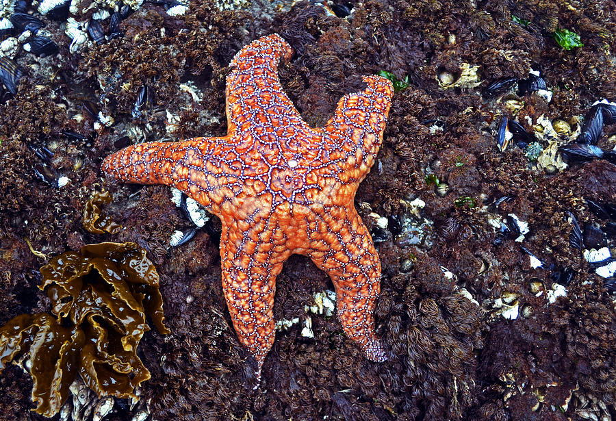 Starfish - Oregon Coastline Photograph by George Bostian