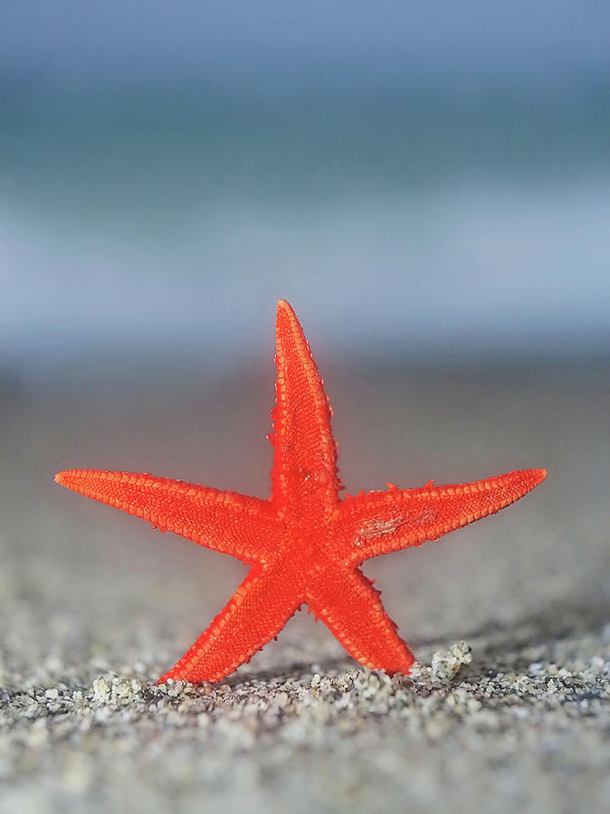 Starfish Photograph by Rolfo