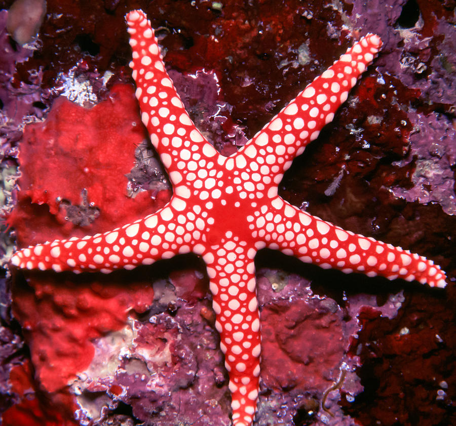 Starfish Photograph by Roy Pedersen
