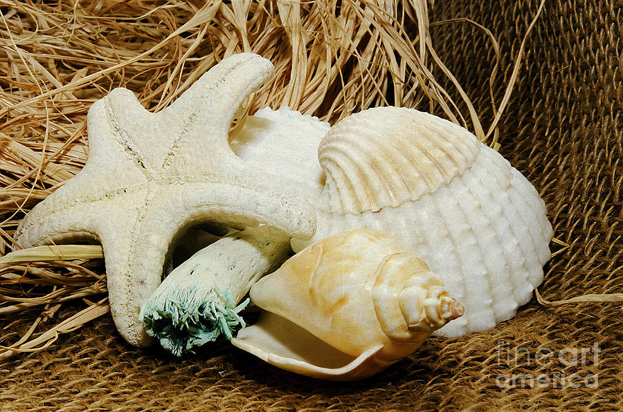 Starfish Shells and Driftwood Photograph by Mary Jane Armstrong