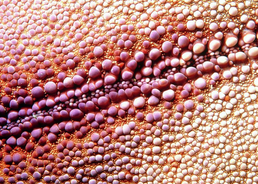Starfish Skin Photograph by Matthew Oldfield/science Photo Library
