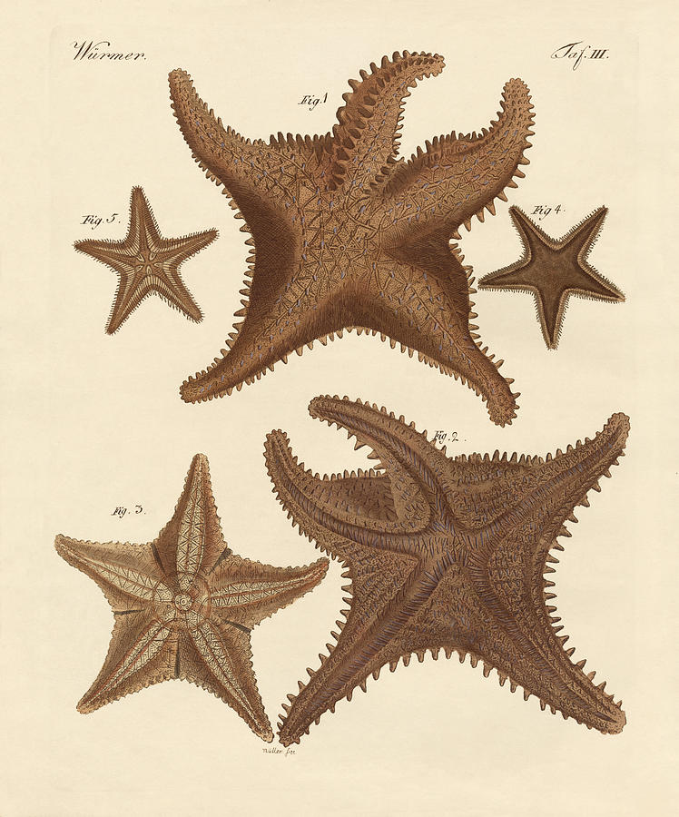 Animal Drawing - Starfish by Splendid Art Prints