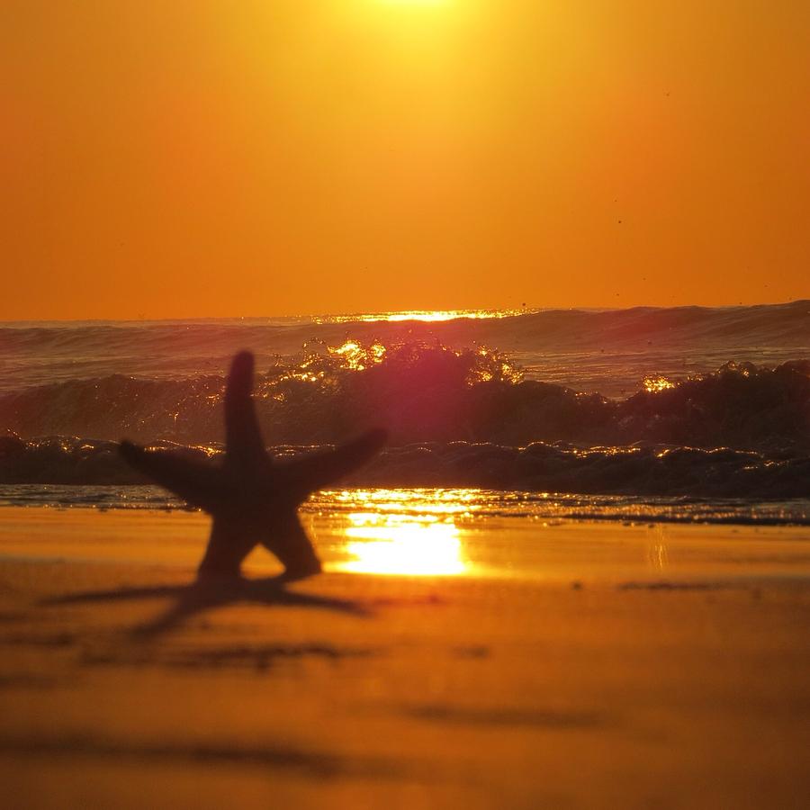 Nature Photograph - Starfish Sunrise by Nikki Watson    McInnes