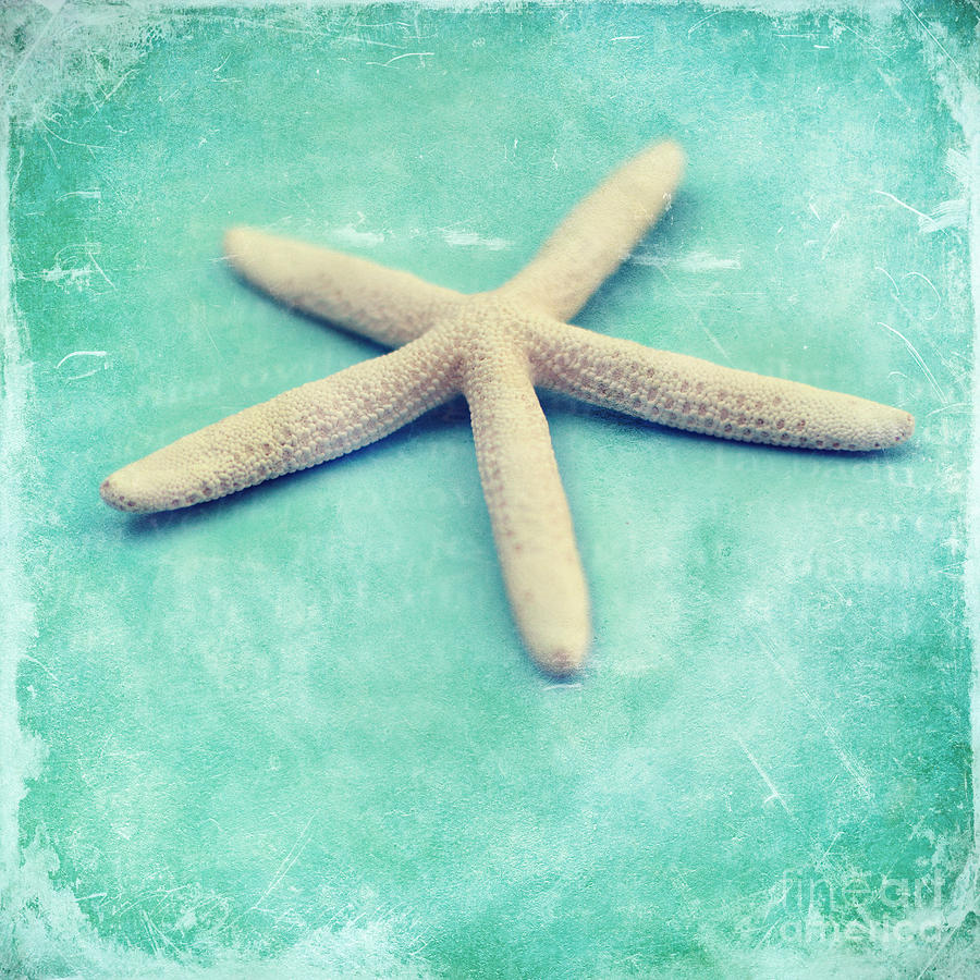Starfish Photograph by Sylvia Cook