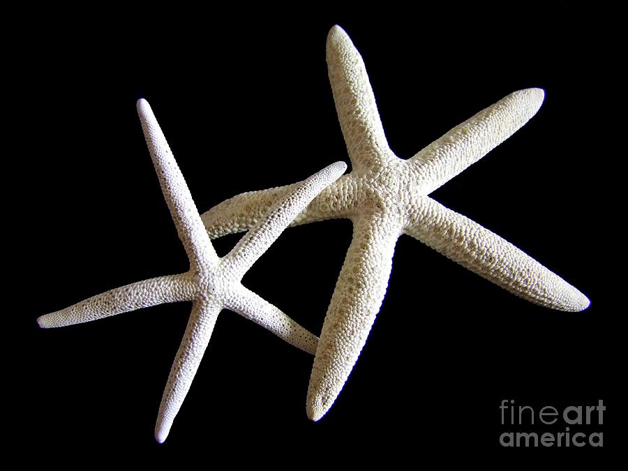 Fish Photograph - Starfish Tango by Mary Deal