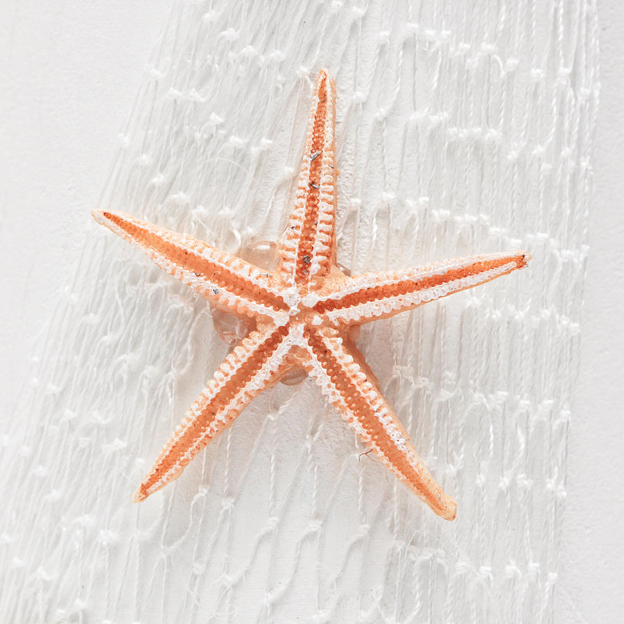 Animal Photograph - Starfish by Tom Gowanlock