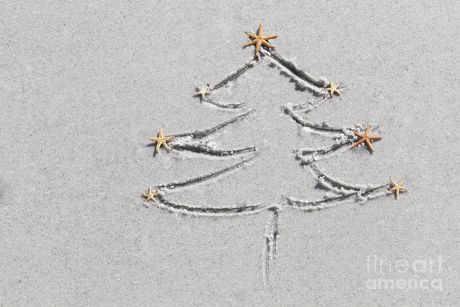 Starfish Tree Photograph by Diane Macdonald