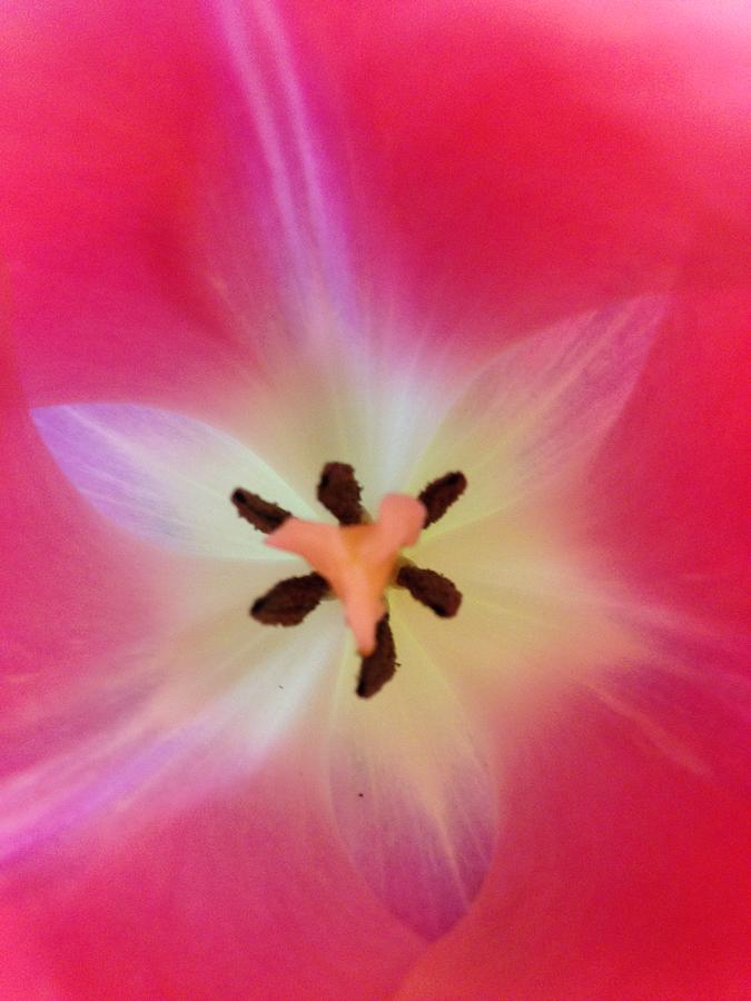 Tulip Photograph - Starfish Tulip by Marian Lonzetta