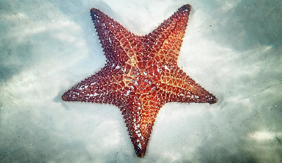 Starfish Underwater Photograph by Denise Panyik-dale