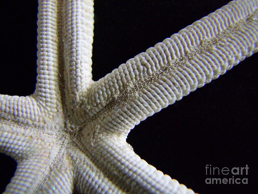 Starfish Underworld Photograph by Mary Deal