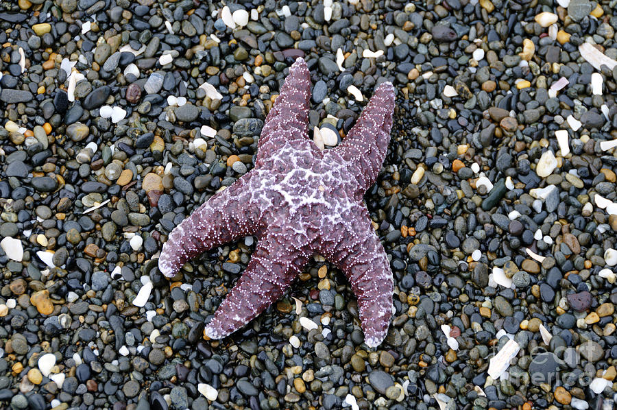 Starfish Waiting for the Tide Photograph by Sarah Schroder