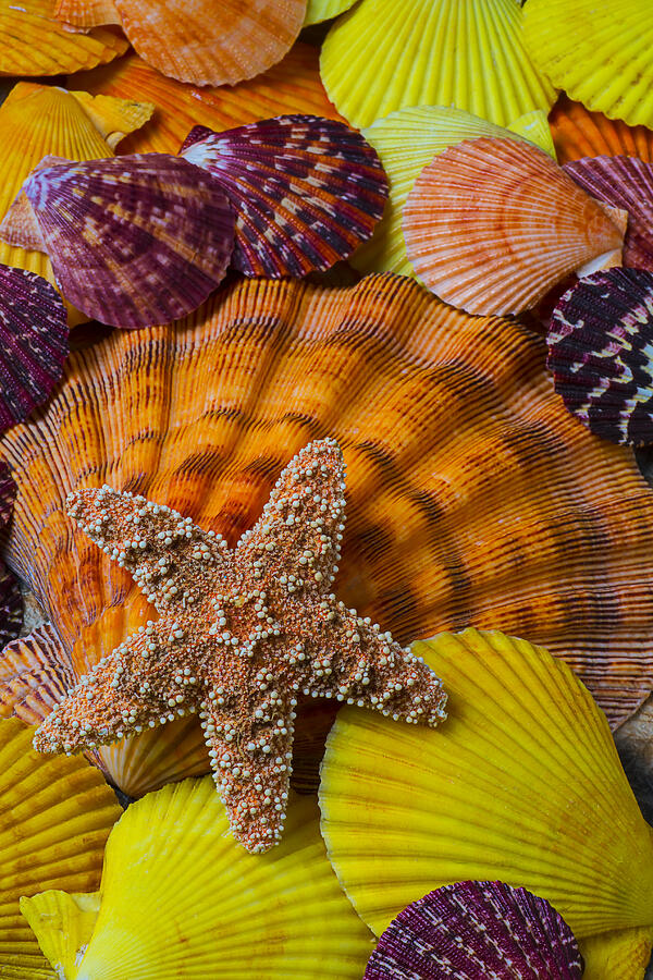 Shell Photograph - Starfish with seashells by Garry Gay