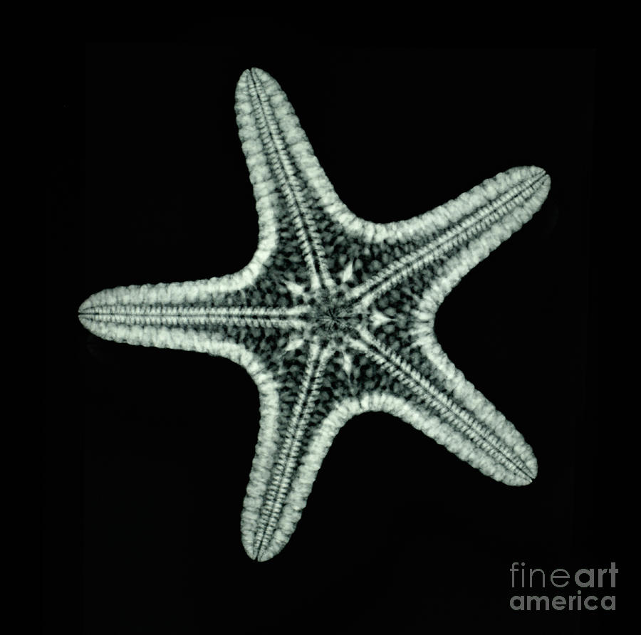 Animal Photograph - Starfish X-ray by Scott Camazine