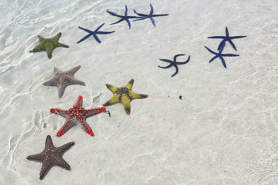 Starfish, Zanzibar Photograph by Vincenzo Lombardo
