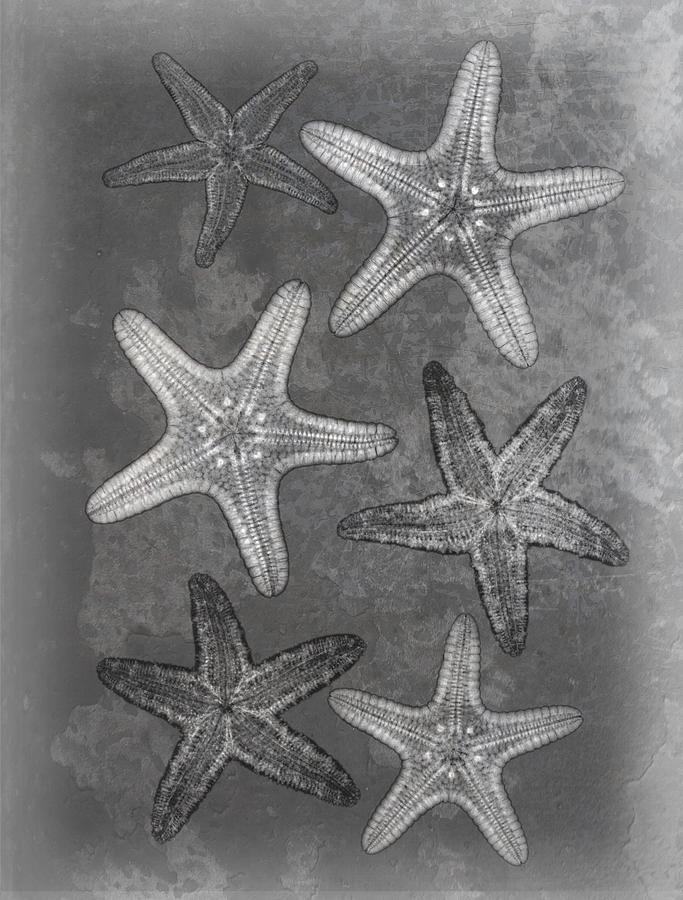 Starfishes X-ray Art Photograph by Roy Livingston