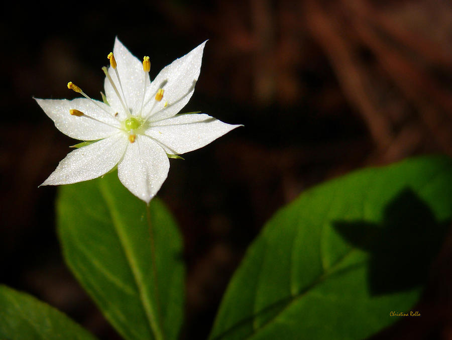 Starflower Photograph by Christina Rollo