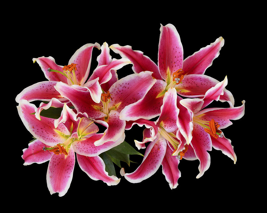 Lily Photograph - Stargazer Bouquet by Joseph Erbacher
