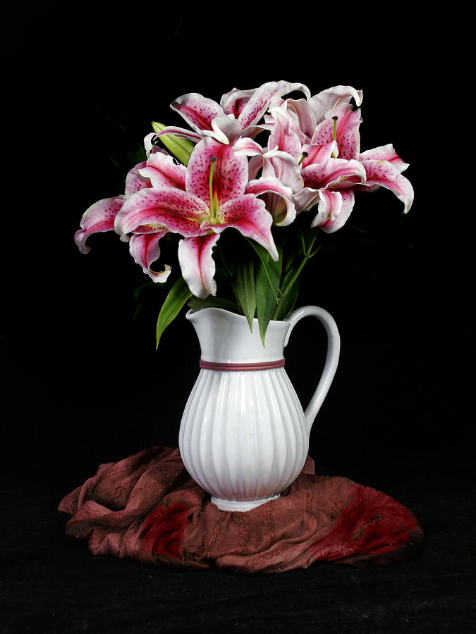 Stargazer in pitcher Photograph by Maria Holmes