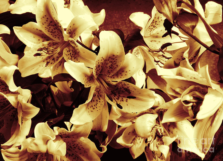 Stargazer Lilies - Flowers - Sepia Photograph by Barbara A Griffin