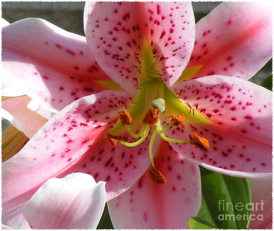 Stargazer Lily Photograph by Barbara A Griffin