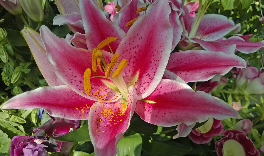 Spring Photograph - Stargazer Lily by Claudia Goodell