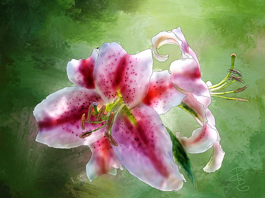 Stargazer Lily  Digital Art by Debra Baldwin