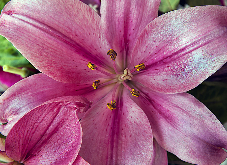 Stargazer Lily Photograph by Donna Proctor