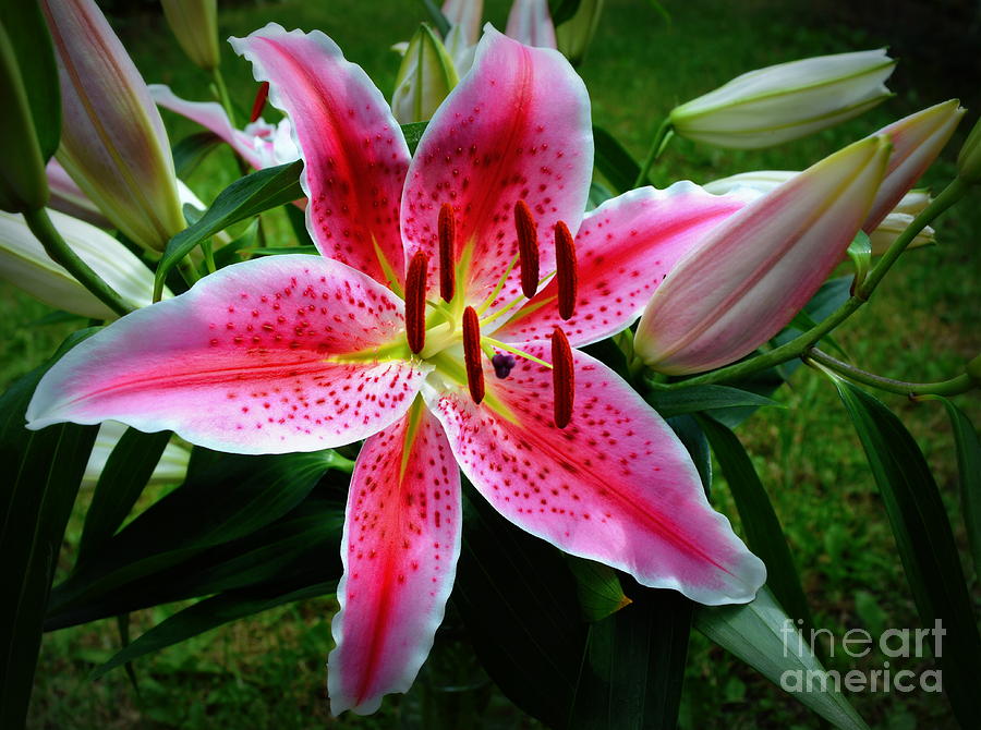 Stargazer Lily Photograph by Eleni Michael - Fine Art America