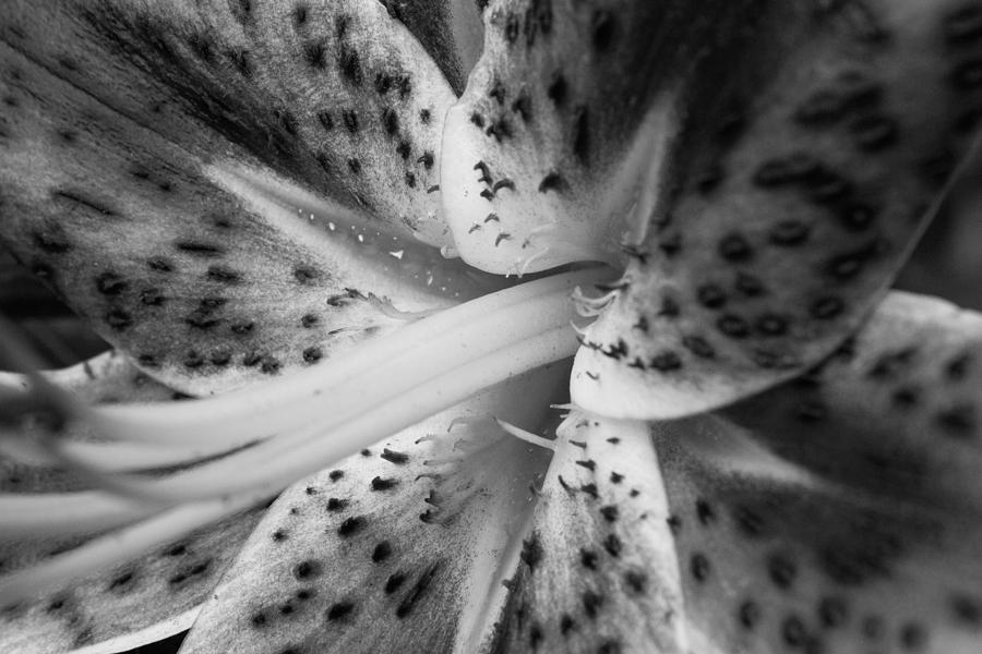 Stargazer Lily Photograph by Glenn DiPaola