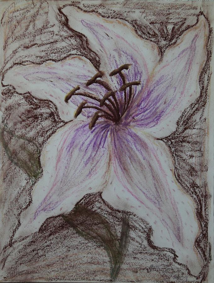 Stargazer Lily In Pastel Drawing