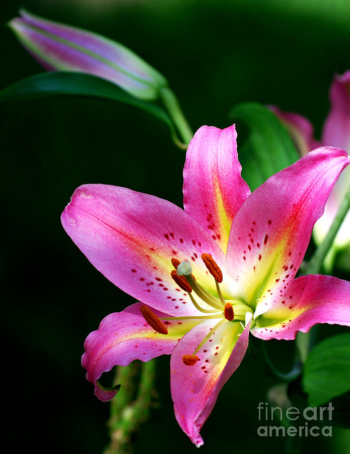 Stargazer lily in pink Photograph by Lila Fisher-Wenzel