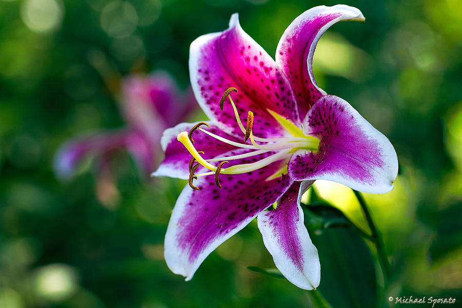 Star gazer lily pictures