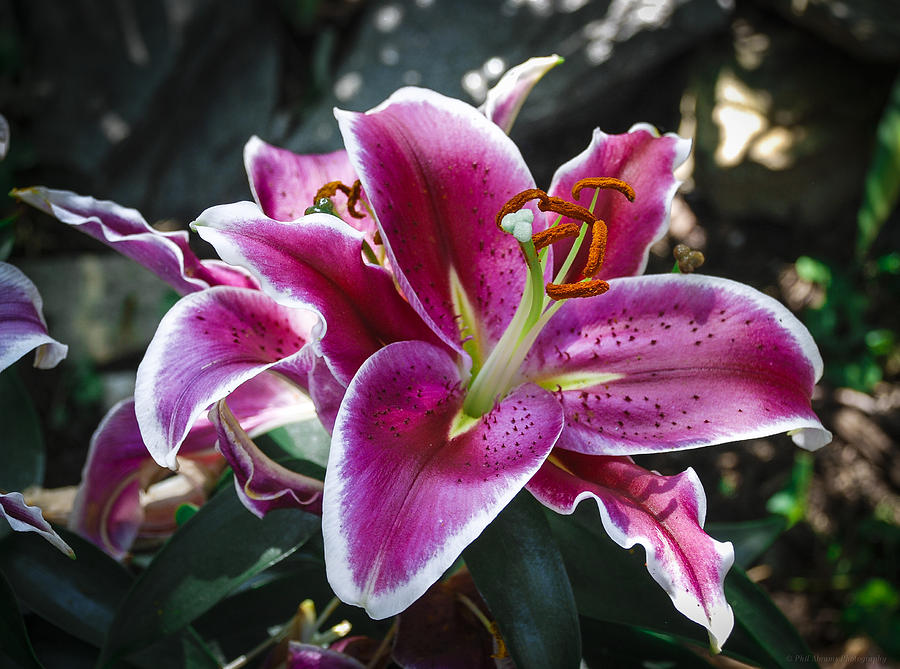 Stargazer Lily Photograph by Phil Abrams - Fine Art America