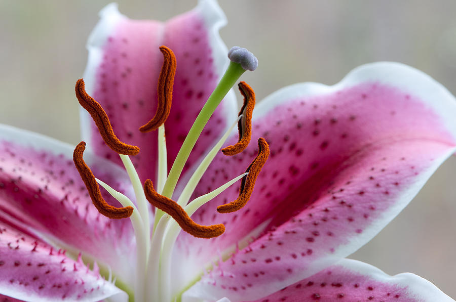 Stargazer Lily Photograph by Randy Walton