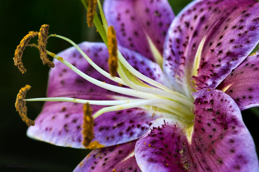 Stargazer Lily Photograph by Robert Culver