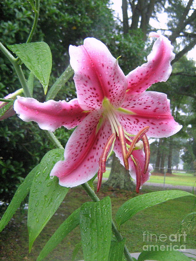 Stargazer Lily Photograph by Wendy Coulson