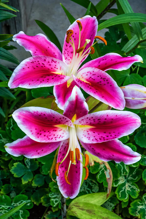 Stargazer Oriental Lilies Photograph by Steve Harrington - Fine Art America