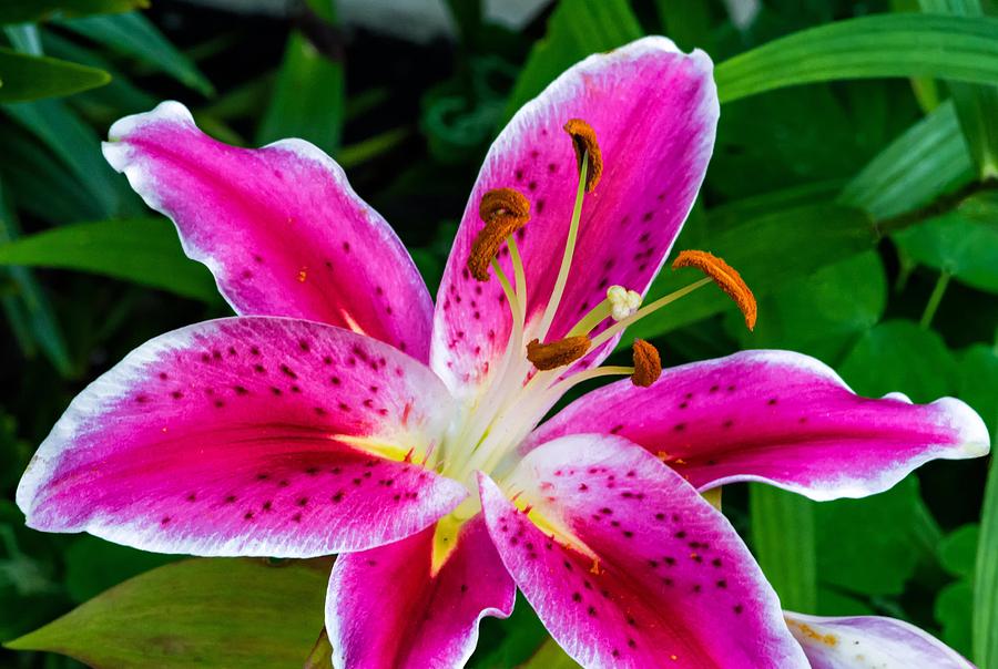 Stargazer Oriental Lily Photograph by Steve Harrington - Fine Art America