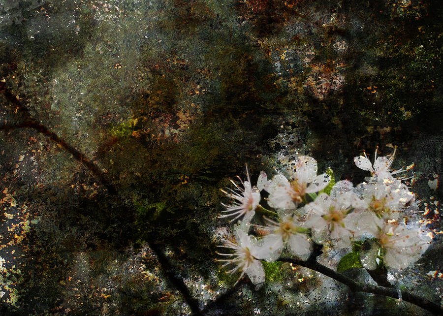 Stargazing Plum Blossoms Photograph by Carla Parris