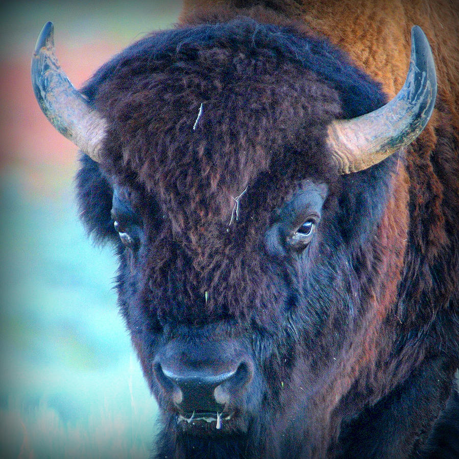Bison Photograph - Staring Contest.. by Al Swasey