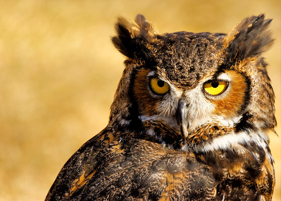 Owl Photograph - Staring Contest by Dennis Bolton