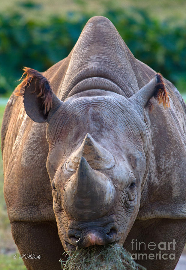 Staring Down Rhino Photograph by Sue Karski