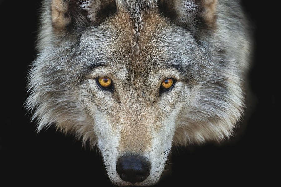 Staring Gray Wolf Photograph by Adria  Photography