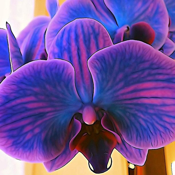 Unique Photograph - Staring Into An Indigo Orchid by Katie Phillips