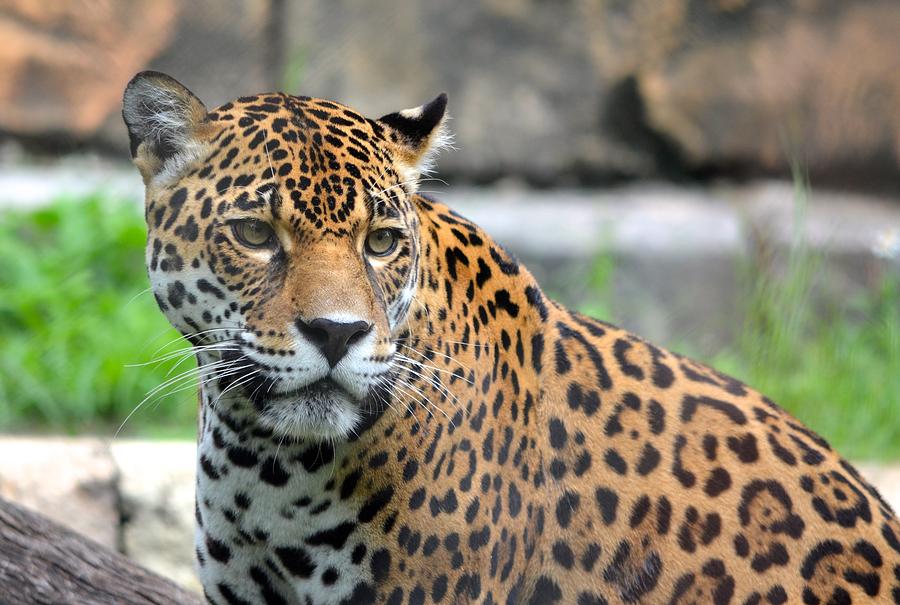 Jacksonville Photograph - Staring Jaguar by Richard Bryce and Family