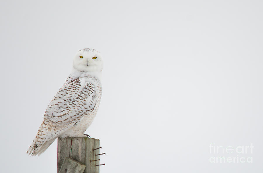 Staring Snowy Owl Photograph by Cheryl Baxter
