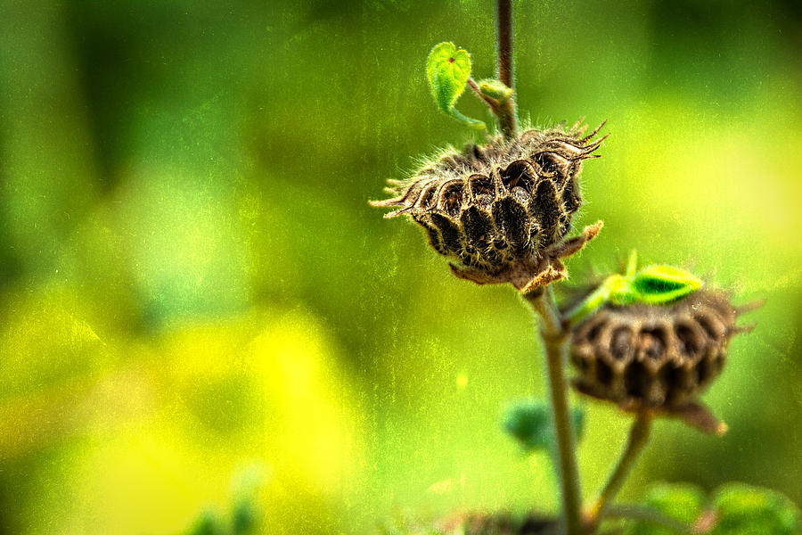 Sunflower Photograph - Stark Beauty by Jon Woodhams
