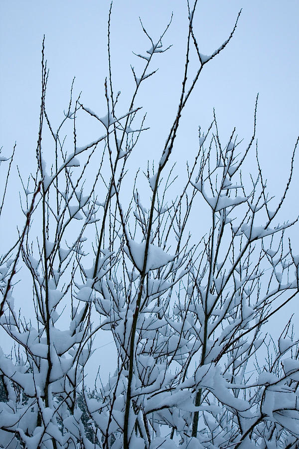Stark Beauty - snow on branches Photograph by Denise Beverly